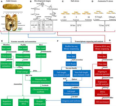 The Chromosome-Level Genome Assembly and Comprehensive Transcriptomes of the Razor Clam (Sinonovacula constricta)